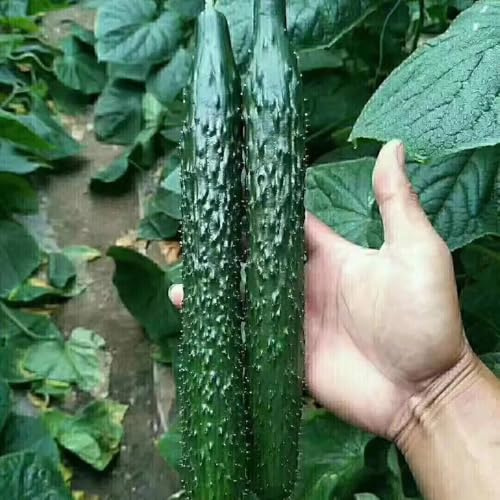 gurkensamen freiland, balkon bio hochbeet deko 35pcs