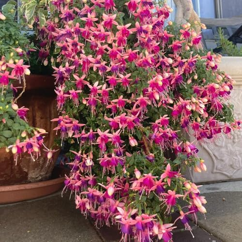 fuchsien hängend - blumensamen mehrjährig winterhart indoor alte sorten bodendecker stauden outdoor rankpflanzen exotische zimmerpflanzen kletterpflanzen dekoration wohnzimmer 200samen