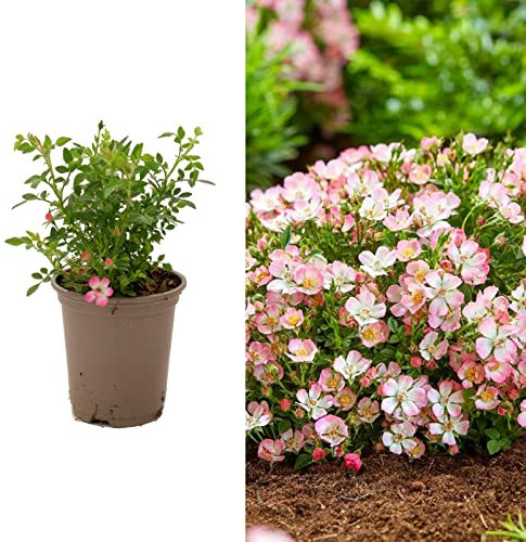 Rose (alpnia) Cutie Pie in 9cm Pot - Patio or Ground Cover Rose - Lovely Cerise Pink Petals (1 Plant)