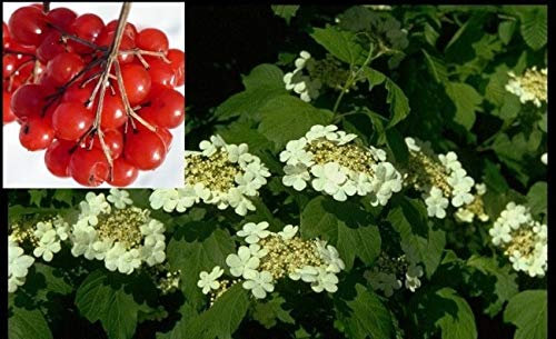 Gemeiner Schneeball - Viburnum opulus - Gewöhnlicher Schneeball 60-80cm