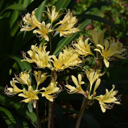 lirio araña, lirio de sangre - raros de primaveral Lycoris radiata Decoraciones jardín exteriores Cubresuelos resistentes jardín 5bulbos