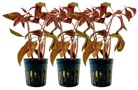 AquaOne Aquarium Pflanze 3 Stück Alternanthera Lilacina 'Purple' 'Lila' | Wasserpflanze Aquariumpflanze Stängelpflanze voll durchwurzelt Aquascaping Dekoration