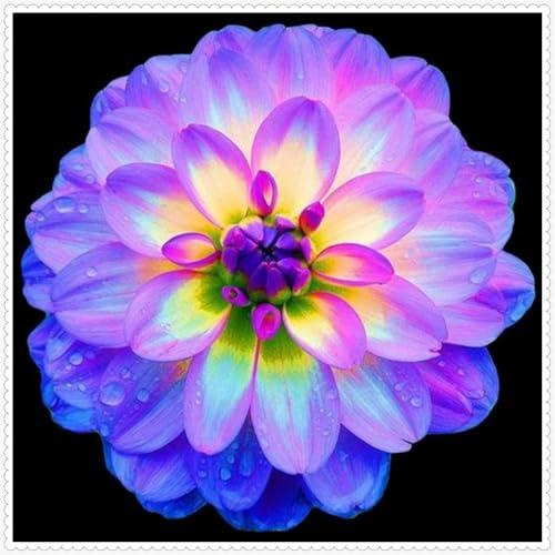 Bulbos de Dahlia | Frescos, Firmes, Naturales, Robustos, Uniformes, Viables-8 bulbos