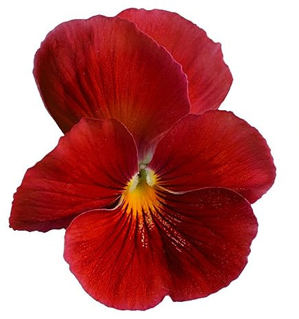 Pansy Plants, 'Winter Cheer', 20 x Full Plant Pack, Winter Pansies, Garden Flowers, Flowering, Garden Ready and Ready to Plant, Premium Quality Flowers
