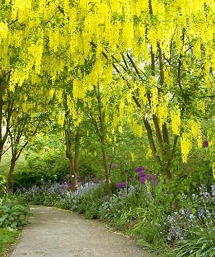 Aachondra 20pcs semillas de árboles de glicinia Amarillo
