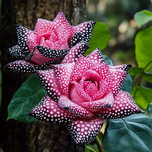 Rosa Rara - Arbusto de rosa perenne resistente - De fragancia intensa - Ideal para macetas y plantación en suelo - Hermosa decoración para balcones-2 root-H