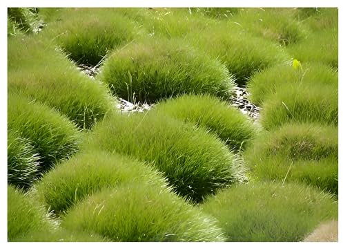 Stauden Gänge 10 x Festuca gautieri (Ziergras/Gräser/Winterhart/Mehrjährig/Immergrün/Staude) Bärenfellgras - Immergrün, robust und stilvoll zugleich - perfekter Bodendecker