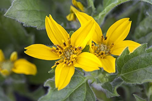 Chrysogonum virginianum 9x9 cm Topf – Winterhart, Mehrjährig, Pflegeleicht – Goldstern – Bodendecker für Beet & Schatten