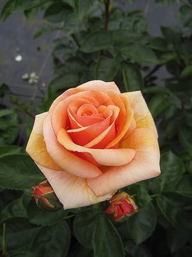 Rosa Circle of Life ® - Strauchrose Circle of Life ® - Tantau Rose