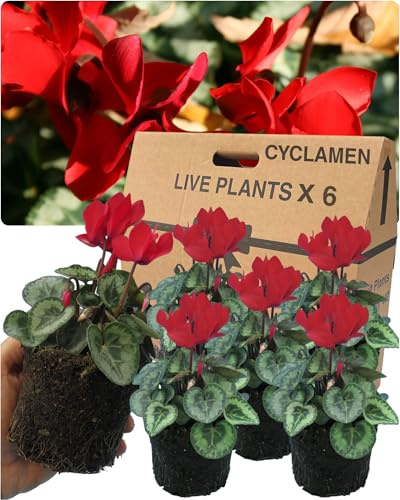 Cyclamen Plants Outdoor Garden Ready - 6 Scarlet Colour Outdoor Flowers. Autumn & Winter Planting. Large 10.5cm Potted Size. Well Rooted & Established, for Containers, Baskets, Patios & Beds
