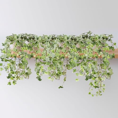 Weißbunter Efeu, Topf-Ø 12/13 cm, 6 Pflanzen