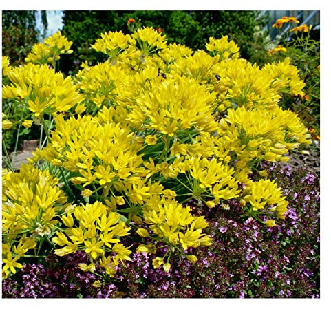 20x Allium Molly Luteum Yellow Spring Flowering Bulbs Garden Perennial Plants Bee Friendly Flowers