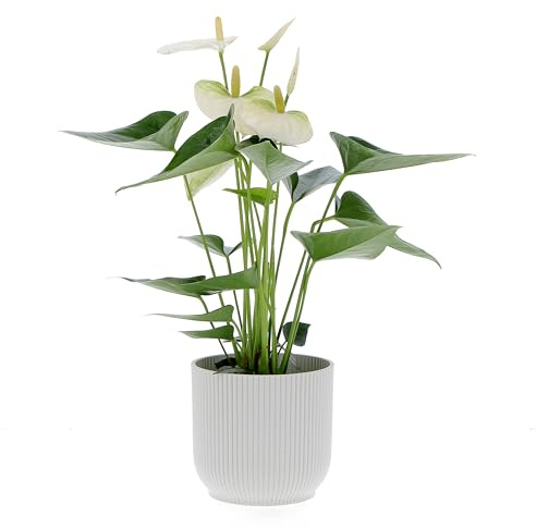 KENTIS - Anthurium Bianca Pianta Vera - Anturio - Fiorita da Interni Purifica Aria - Appartamento - H 35/45 cm Vaso Ø 12 cm