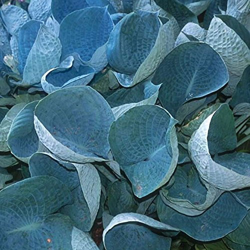 Hosta 'Abiqua drinking Gourd' 15cm Pot Size