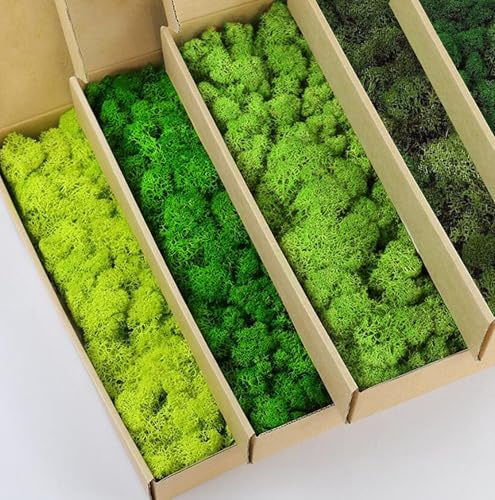 prefleur Confezione da 5 colori misti di muschio di renna conservato, verde naturale, kit fai da te, decorazione da parete per fioristi, 0,5 kg (verde-01 verde-02 verde-03 verde-06 verde-12)