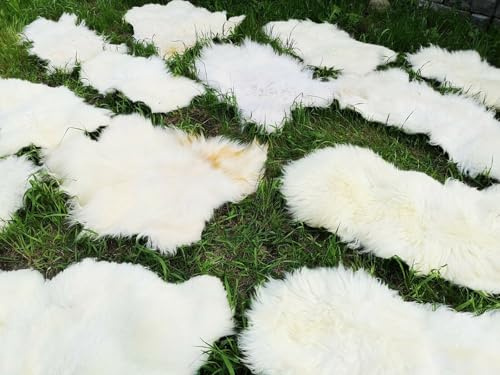 Provellus ECHTE ÖKO SCHAFFELLE LAMMFELL SCHAFFELL Fell HELL bis 150cm 2.Wahl Schnäppchen (eher lang (5cm - 15cm), 90-100cm lang)