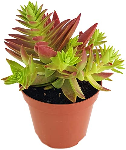 Fangblatt - Crassula capitella thyrsiflora - außergewöhnliche Sukkulente - Ø 9 cm Topf - pflegeleichte Zimmerpflanze