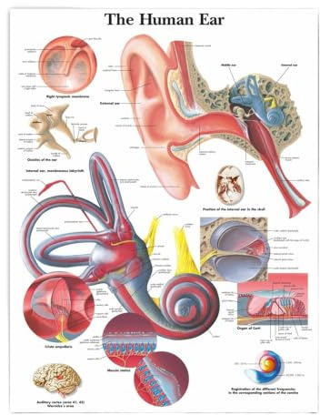 1 St Mänskligt Öra Anatomi Anatomiska Diagram Affischer HD-utskrifter Dukmålning Väggkonstbilder Medicinsk Utbildning Kontor Hemrumsdekoration(40x50cm No Frame)