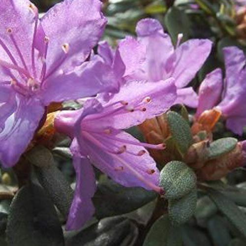 Rhododendron 'Blue Tit' 20-30 cm en conteneur