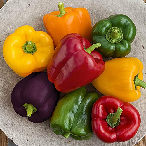 30 Seeds of Rainbow Sweet Mini Bell Pepper Seeds Vegetable Fruit