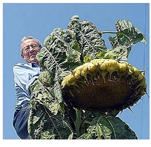 Sunflower Mongolian Giant Seeds Pictorial Packet Grows Upto 14ft Tall World Record Holder
