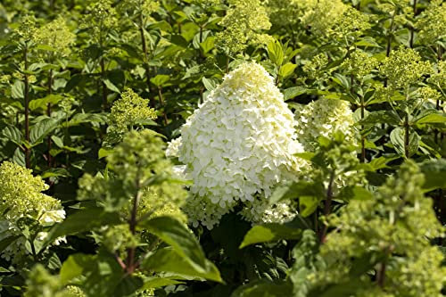 Hydrangea paniculata 'Grandiflora' 100–125 cm – Winterhart, Mehrjährig, Pflegeleicht – Rispenhortensie – Blütenstrauch für Garten & Beet