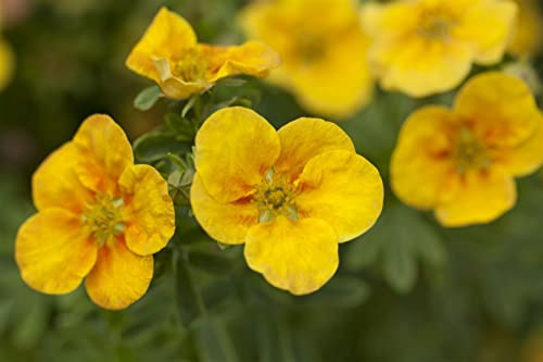 Fingerstrauch Potentilla fruticosa Mango Tango 25-30 cm winterhart | Lange Blütezeit, sonniger Standort, ideal für Beet und Kübel, schnittverträglich, ideal für Gärten und Balkone