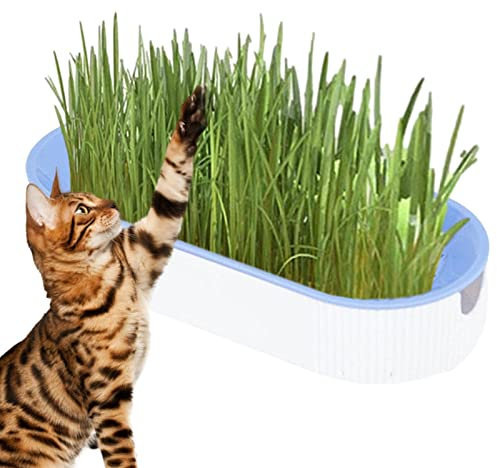 Kauen Gras für Kätzchen, Pflanzen-Anzucht-Set, Hydrokultur-Katzengras, Haarballentfernung, Tierfutter, Verdauung, Gras für Innenbereich, Kinderzimmer, Balkon, Terrasse