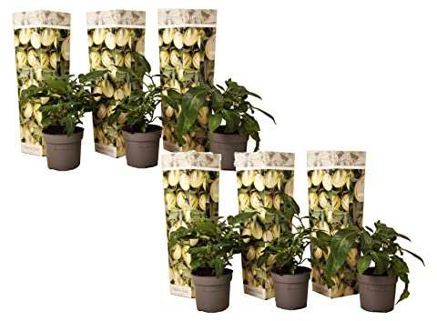 Plant in a Box - Solanum Muricatum 'Pepino gold' - Poire à melon - Set de 6 - Pot 9cm - Hauteur 25-40cm