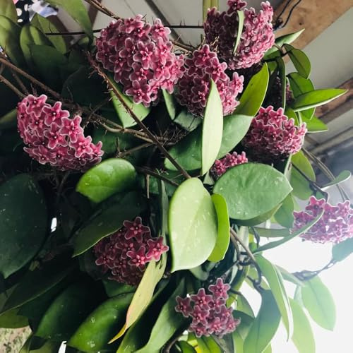 hoya pflanzensamen exotisch blumensaat kräutersamen sommerblumen schnittblumen balkonpflanzen frühling dachbegrünung frühlingsblumen blumendeko kräutergarten blumenbeet balkon 100samen