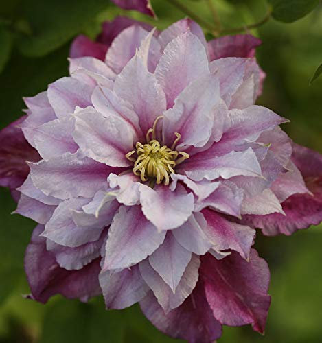 Waldrebe Piilu 40-60cm - Clematis - lebende Gartenpflanze aus den Baumschulen