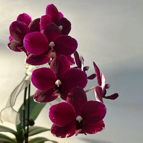 500 pcs phalaenopsis orchideen samen, Schmetterling Orchidee, winterharte pflanzen, bodendecker winterhart orchideen echte pflanzen ostergeschenk, pflanzen balkon blumen pflanzen,