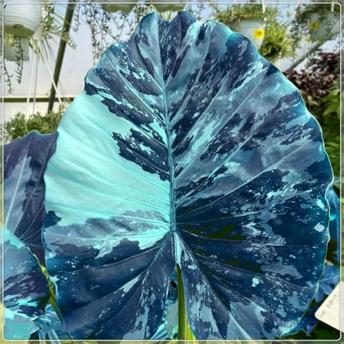 Elefantenohr(Colocasia) - Winterharte & Mehrjährige Blattschmuckstauden - Tropische Exoten für Halbschatten - Großblättrige Garten-Deko-2 Wurzel-J