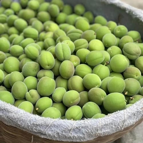semi nani di albicocca, rare resistente di fresca all'aperto per aiuole rialzate biologici 5pcs