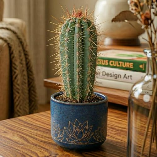 Cactus Pachycereus Pringlei GardenersDream en Maceta Fascinante mini cactus columna. Planta de interior purificadora ideal para ventanas, escritorios y estanterías.