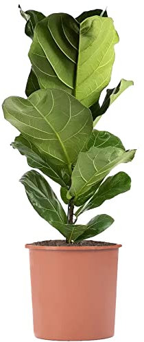 Fiddle-Leaf Fig - Ficus lyrata | Vibrant Indoor Air Purifier | Tall Potted House Plant | 80-100cm (Incl. Pot)