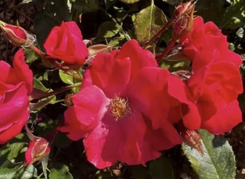 Wiltshire - Ground Cover Rose - Bare Root