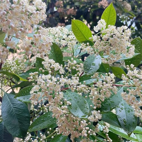 Photinia red robin pietro resistenti selvaggio, di autunno, semi perenni semi medicinali estivi 500pcs