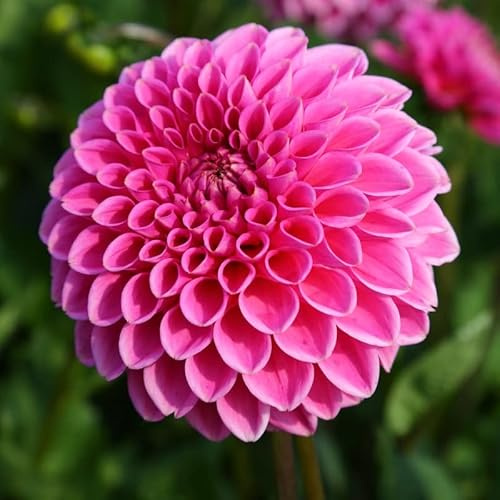 Dahlie Sandra | 1 Stück | Knolle | Schnittblume | Rosa | 100% Blütegarantie | QFB Gardening