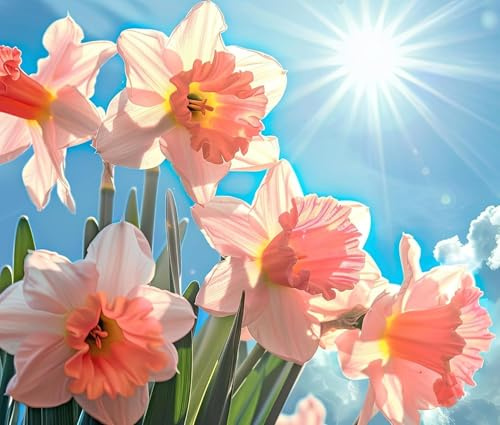 4 Pink Daffodil Bulbs for Planting - Huge Bulbs for Huge Flowers - Spring Blooming Perennials (4 Bulbs)