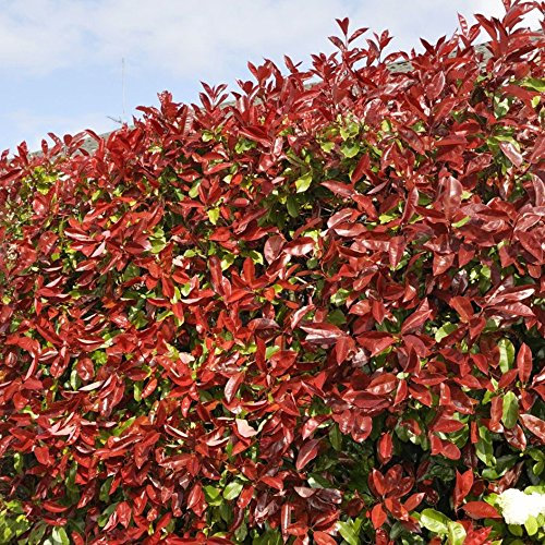Photinia fraseri 'Red Robin' Strauch - Immergrüne Sichtschutzhecke, schnell wachsende Gartenlandschaftspflanze, robuste rote Blatt-Outdoor-Sträucher für die Abgrenzung