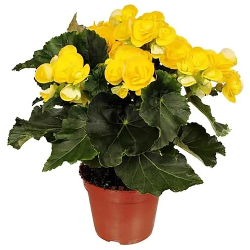 Begonia Elatior de Interior – Planta Viva Natural y Compacta Ideal para Regalo Floral