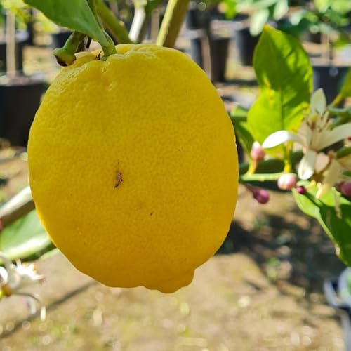 PIANTA DI LIMONE DOLCE in fitocella - età 2/3 anni