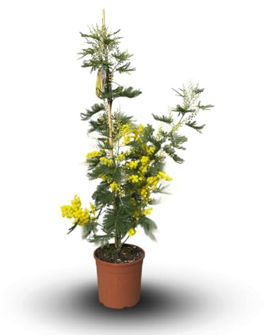 Attitude Jardin - Mimosa gaulois tige - acacia dealbata - plante fleurie - 80-90 cm - ⌀ 19 cm - plante d'extérieur