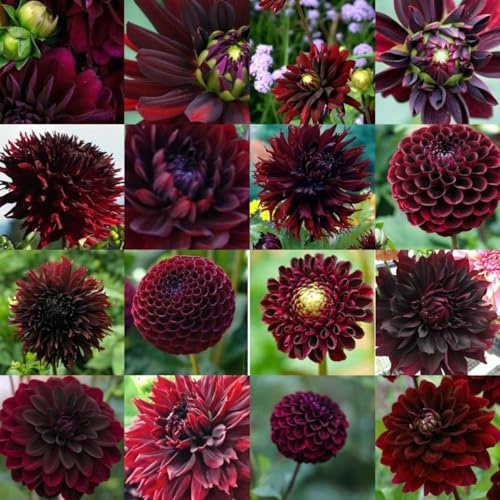 Bellissimo Dalia bulbi,piante Resistenti perenni,bulbi da fiore a fioritura,adatti per la semina immediata,Dalia pianta vera(non artificiali)-2 bulbi-F