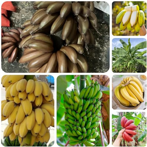 semi di banano resistenti, rare di banana da balcone colonnari rari biologici in serra 250pcs