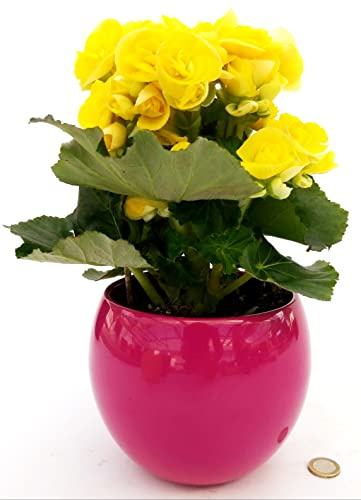 POWERS TO FLOWERS - BEGONIA GIALLA IN VASO CERAMICA SFERICO FUCSIA, pianta vera