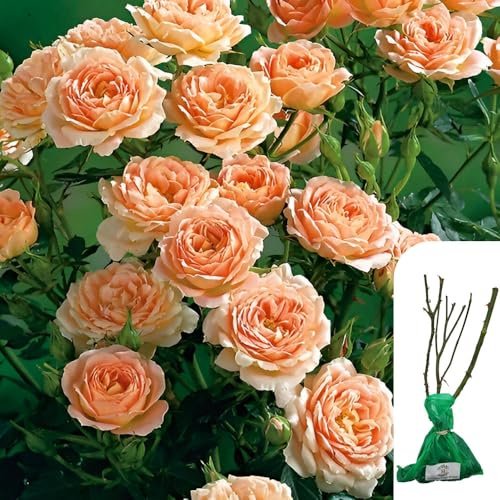 1 x Rosa Sweet Dreams Patio Rose – RHS Award-Winning Miniature, Peachy Apricot Blooms, Perfect for UK Gardens, Timeless English Rose - When Only The Best Will Do - Top Grade “A” Roses