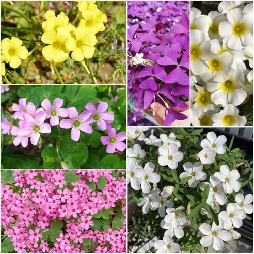 oxalis triangularis - bulbos de jardin de jardín rocas resistentes aromáticas para jardín interior resistentes para el 2pcs