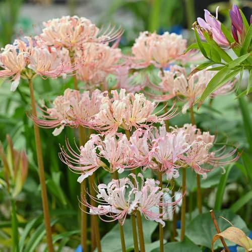 Giglio ragno - lycoris radiata - di sangue in vaso, di selvatici, in vaso da, decorative Coltivare da giardino sul 7bulbi
